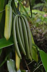 mini-20190919_Vanille_LaGrandeBruille_03